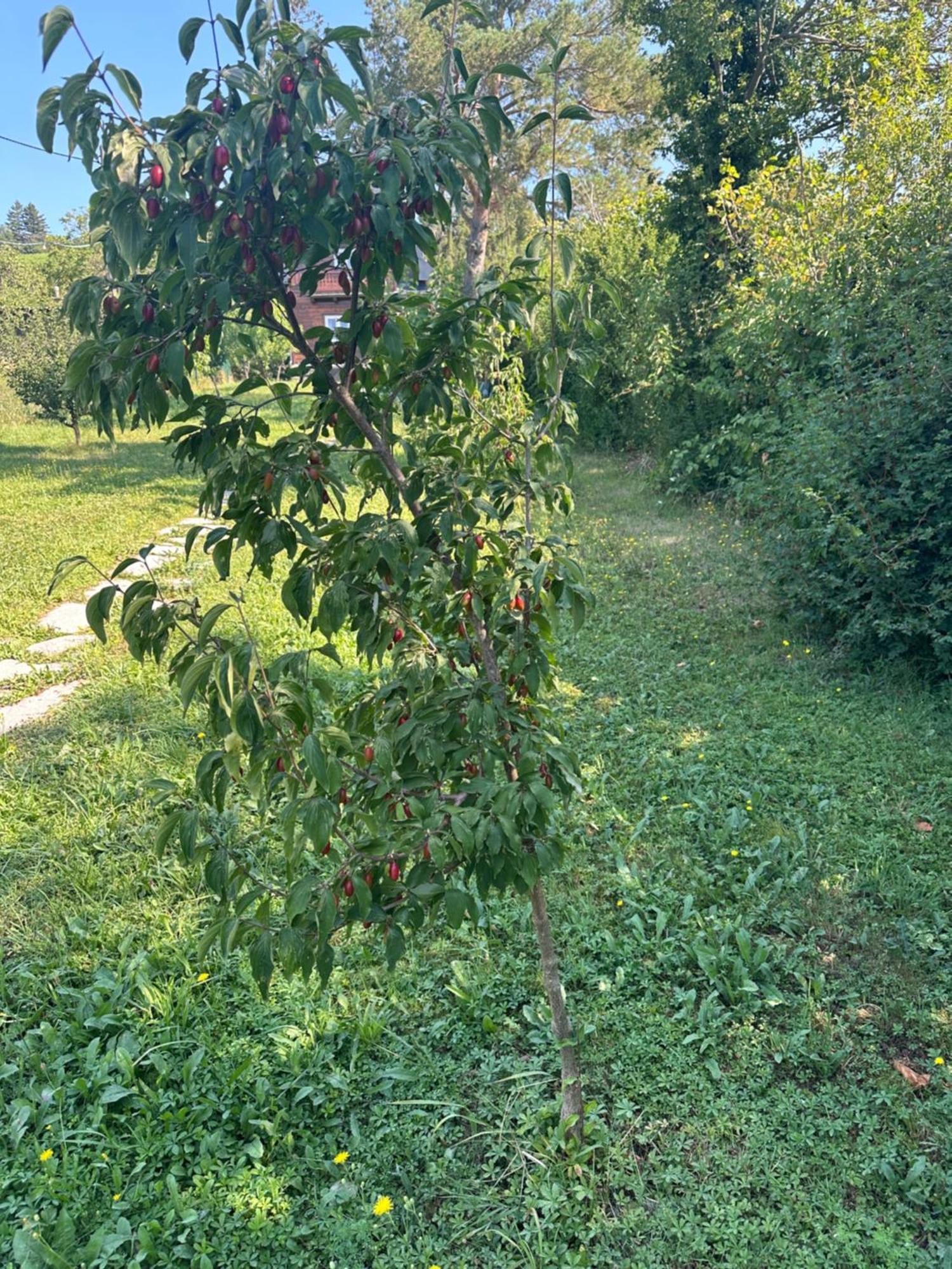 Vacationhome In The Vineyards Вена Экстерьер фото